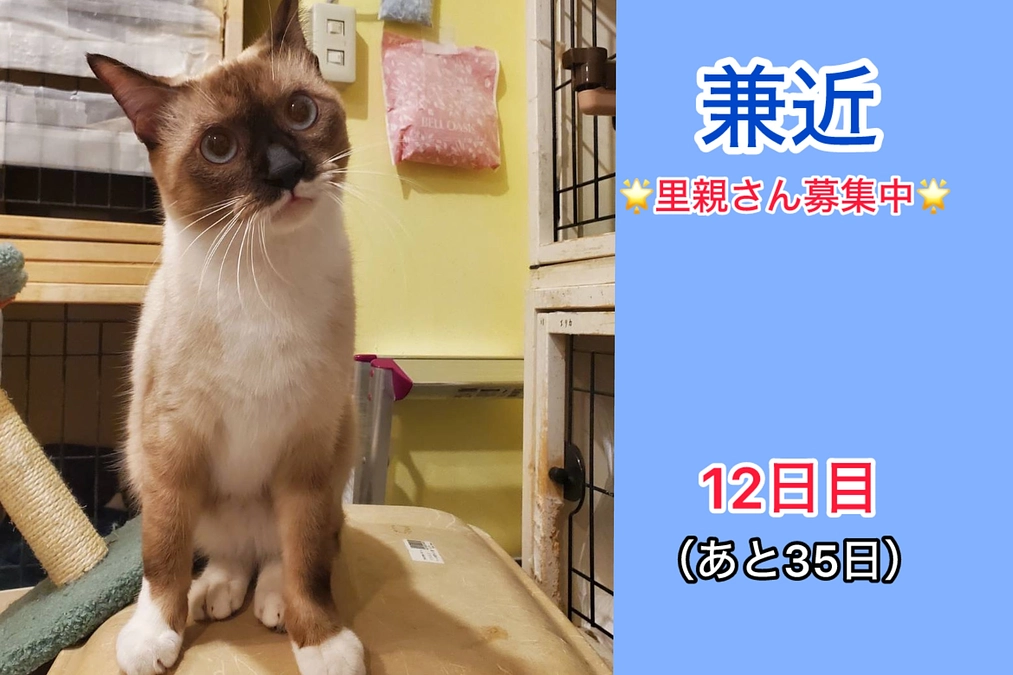 猫が繋ぐたくさんの出会い　(2月24日　12日目）