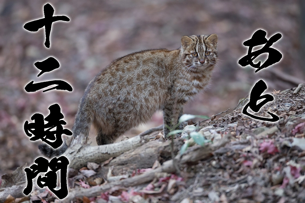 クラファン終了まであと12時間、最後のメッセージ