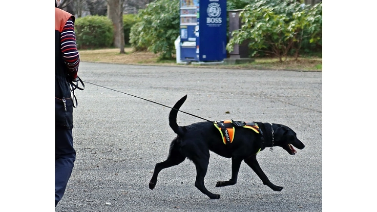 大切な人のもしもの時に!行方不明者を探す民間捜索犬を育てたい! 6枚目