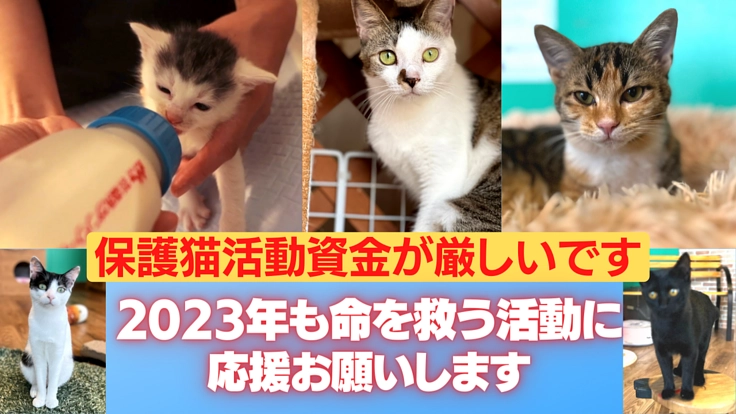 風評被害に負けない！猫の殺処分をなくす保護猫活動6年目の挑戦！