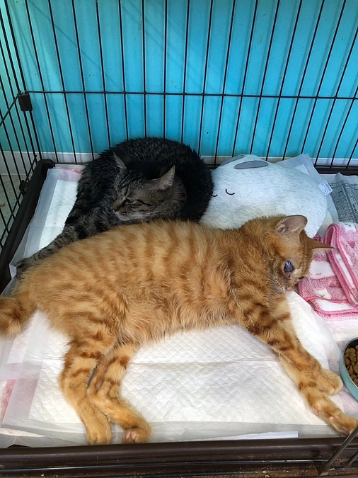 【保護カフェ利用券・オリジナルクリアファイル】発送のお知らせ