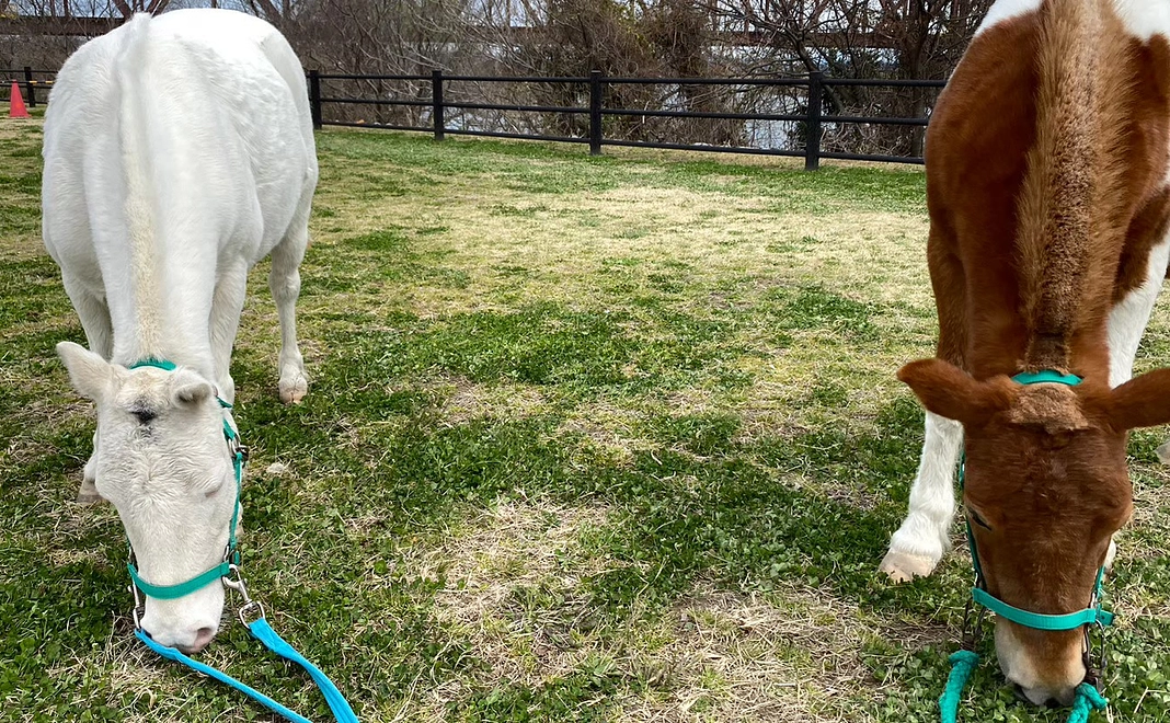 応援5千円コース