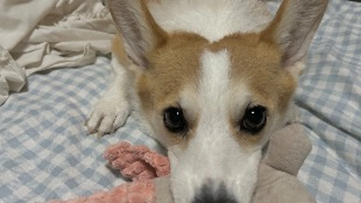 リターンの送付をしましたのでご報告です。