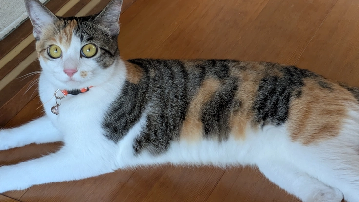 保護猫と野良猫のお世話にお力をお貸しください