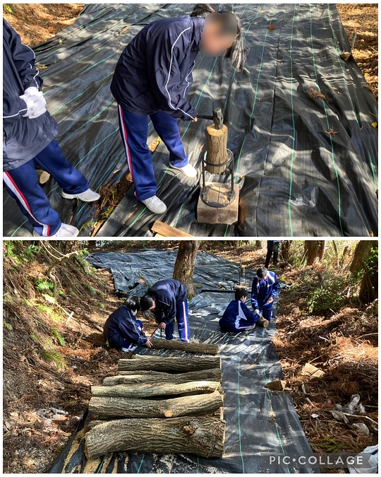 R7.2.13 甲浦中学校森林学習　シイタケ駒打ち＆薪割り