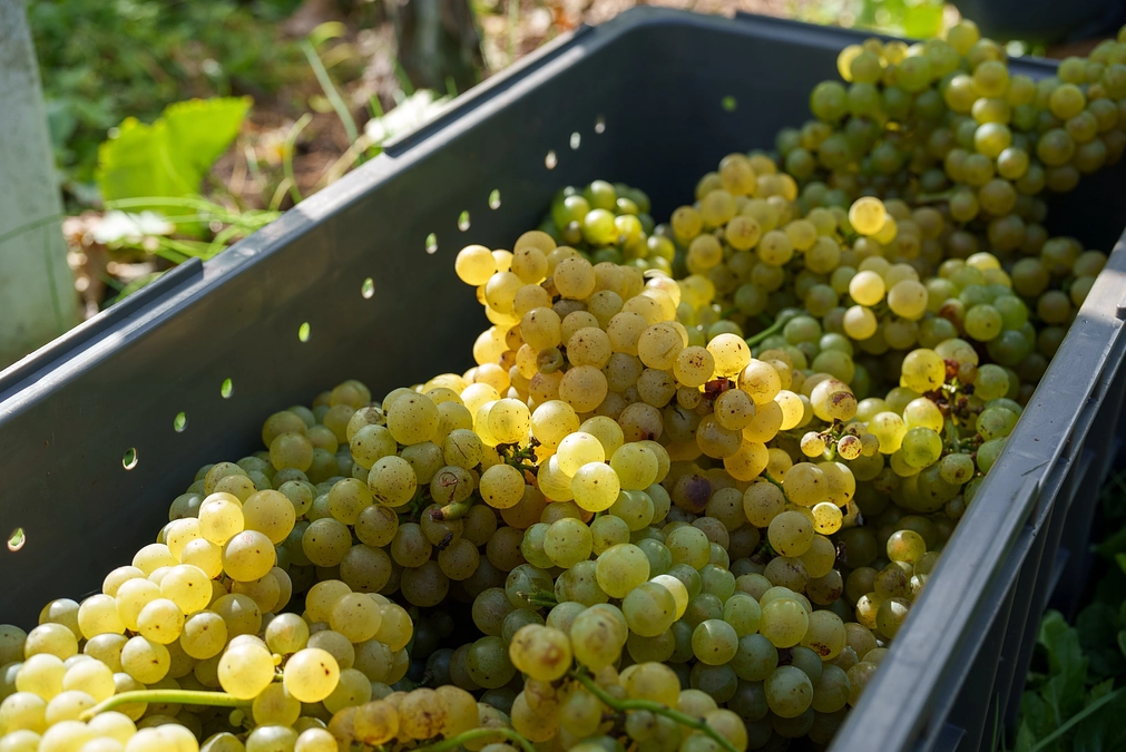 【残り６日】いつもありがとうございます。