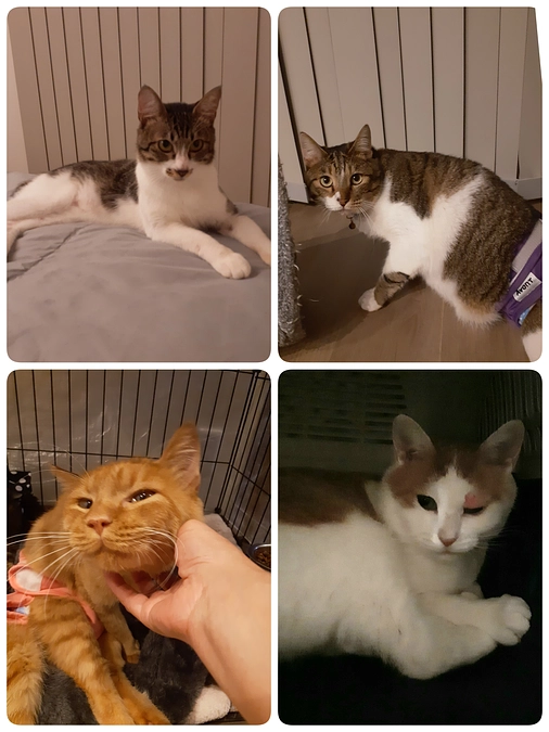 はじめましての【そあら君】のご紹介と2匹の投薬と【かすみ君】の初期医療