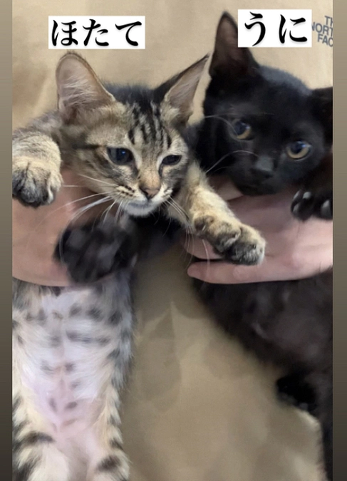 挑戦終了まで残り62時間