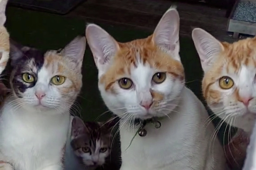 本当は､みんな助けたい！