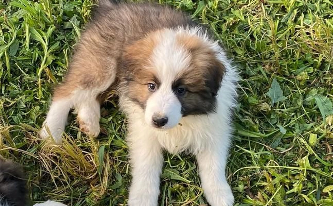 推しの子の写真&ステッカー