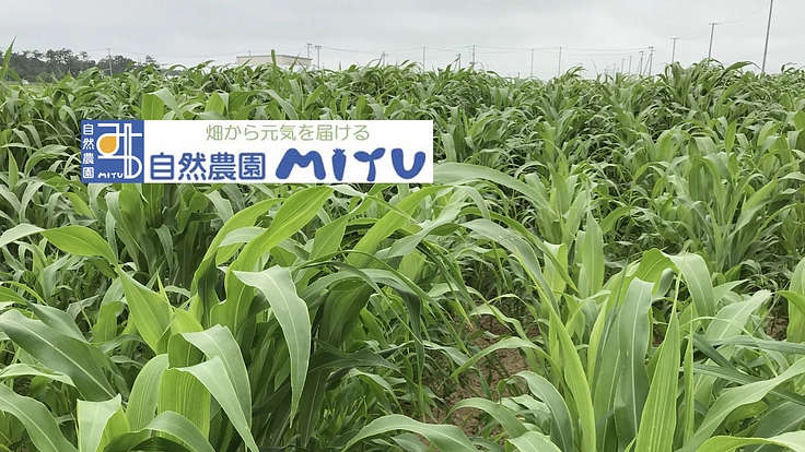 地産地消の天然甘味料で、働きたい障がいのある人の就労機会を