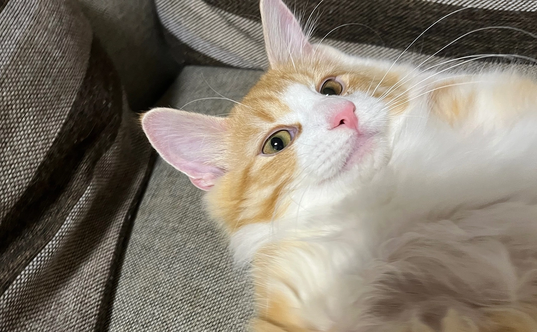 感謝のメールをお送りします。