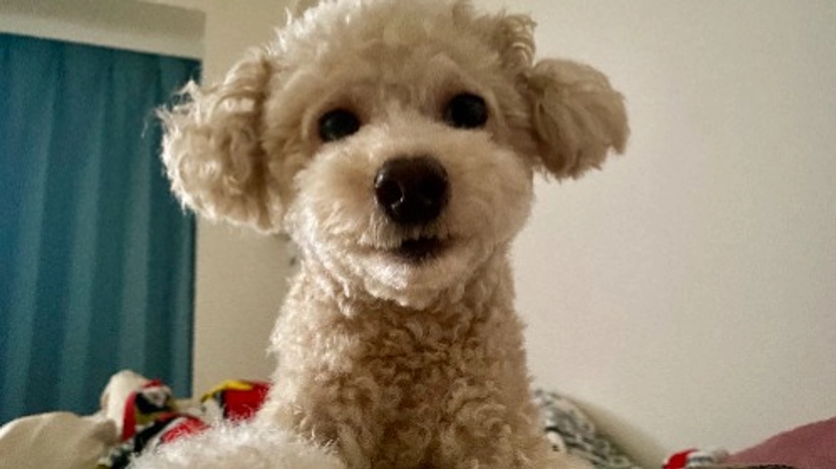 ラフ君、手術前日です…！