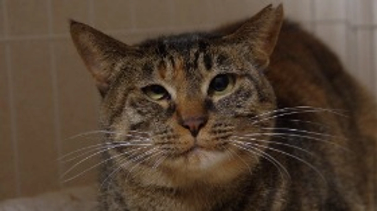 ベガを二次診療施設(眼科専門医)に連れて行きました。