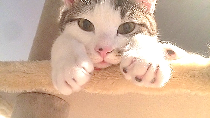 長野県の保護猫カフェを改修して、共同シェルターを作りたい！