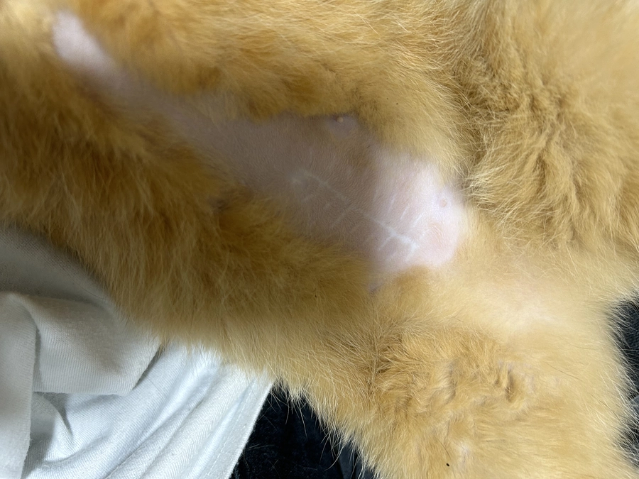 捨て猫でした。茶トラ女子のムギちゃん