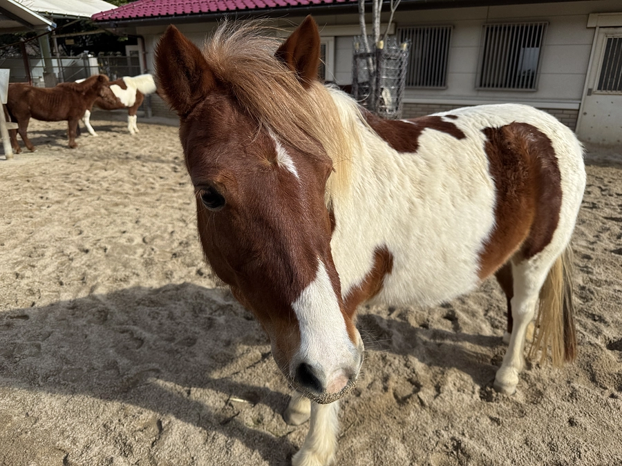 ポニー舎に新しい砂を入れました