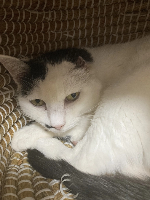 モハちゃん病院へ行く