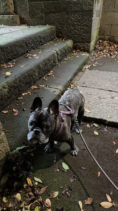 SNSでの情報発信についてと本日夜の散歩