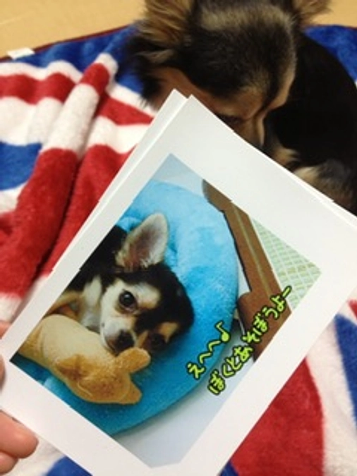 ぽこの小さい頃のお話