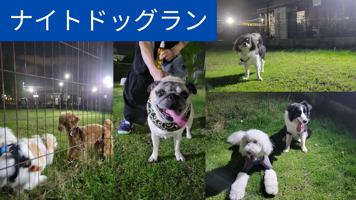 【なんと98%達成！残り2%！本日達成したい…】7月パートナードッグタウンイベント紹介