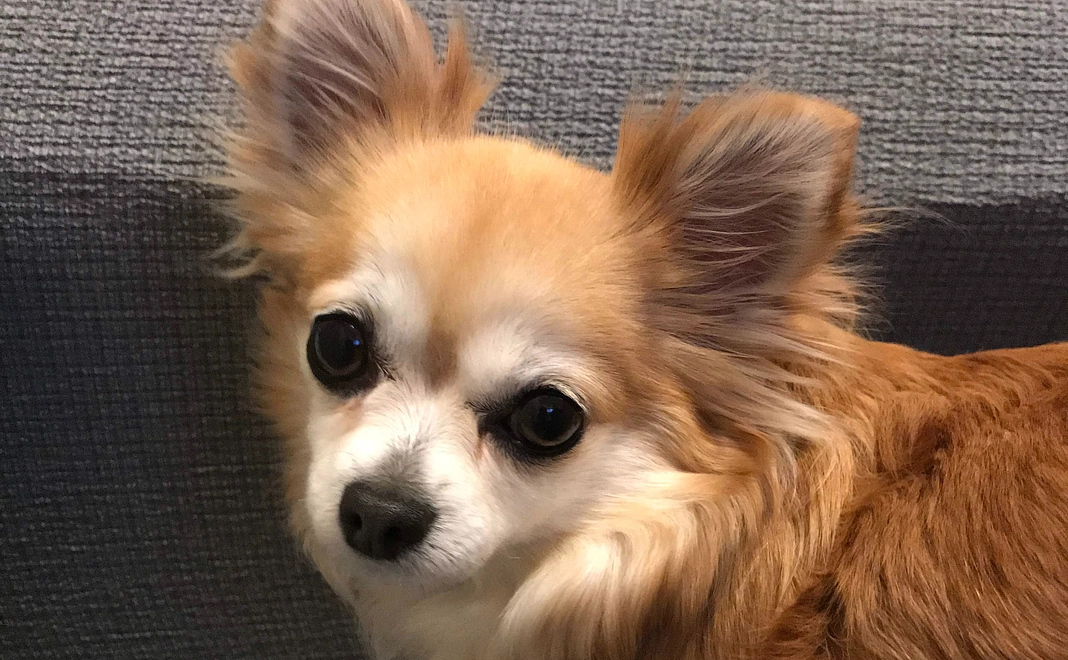 ご支援ありがとうございます１