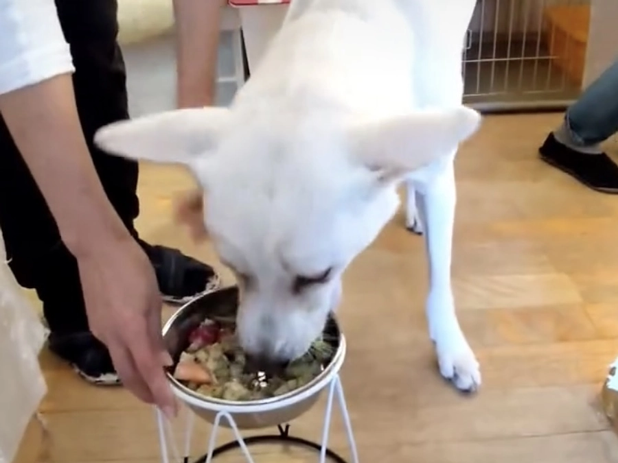 保護活動のどこに費用がかかるのか　食費について