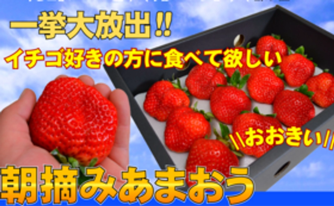 【おまけ付・訳あり】コロナ禍で3月出荷だった大玉あまおう３００箱を苺好きの方に食べて欲しい【3箱分の金額で1箱おまけ】