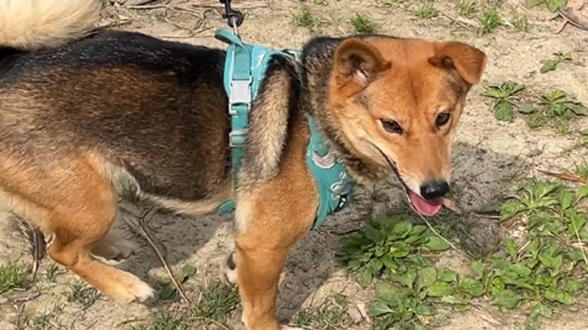 【残り2日】ワンちゃんを飼います。人氣のリターン追加のお知らせ