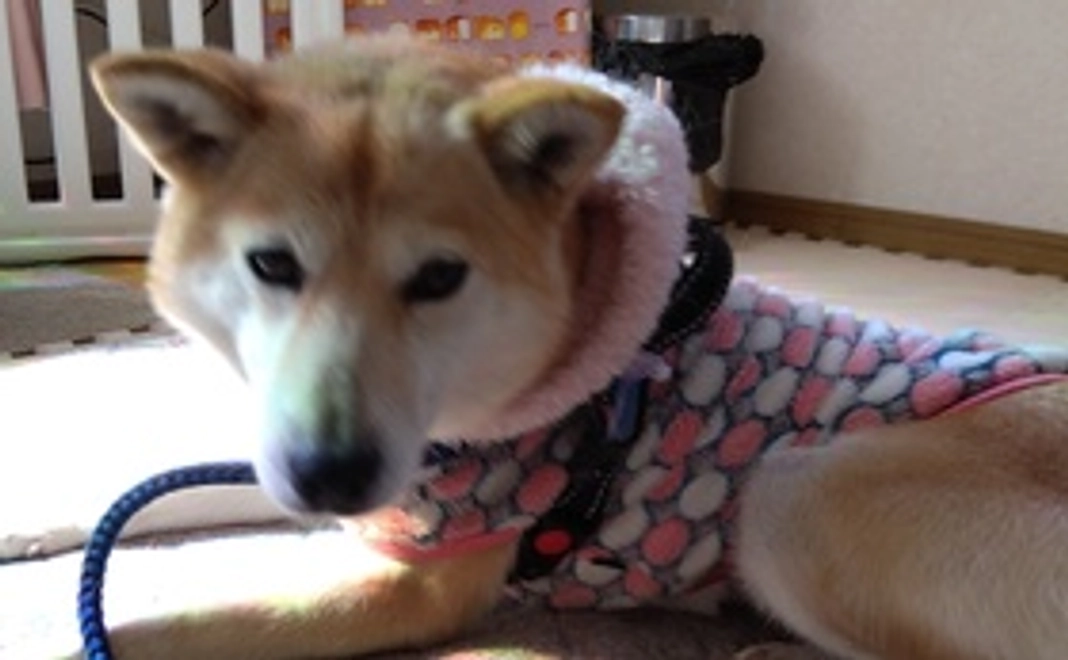 活動報告、画像付き感謝のメール