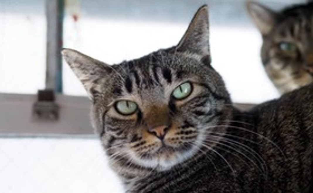 志摩男コース｜3千円