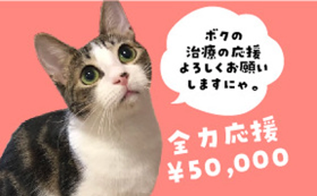 保護猫太郎を全力応援コース50,000円