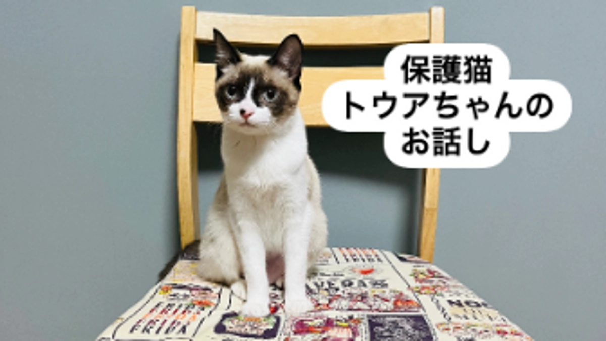 保護猫紹介♡トウアちゃん♡