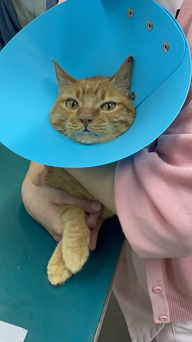 今日は血液検査と経過観察🐯