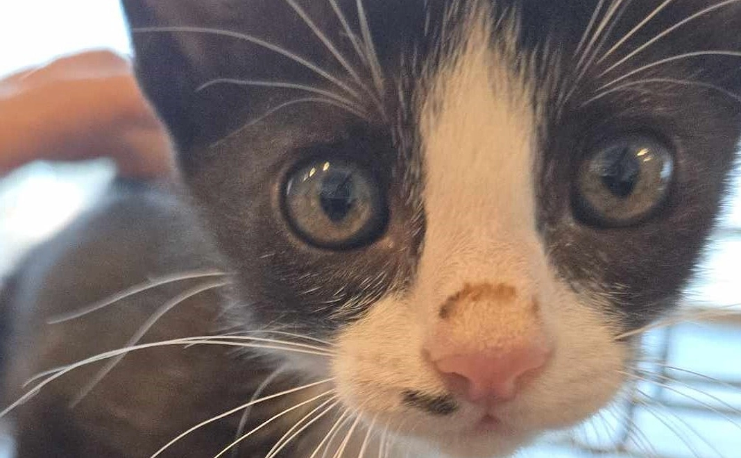 感謝のメールと写真