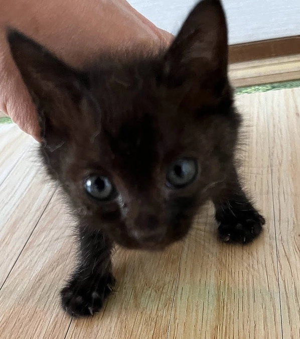 【活動報告】レスキューされた子猫ちゃんのその後（レスキューから5日目）