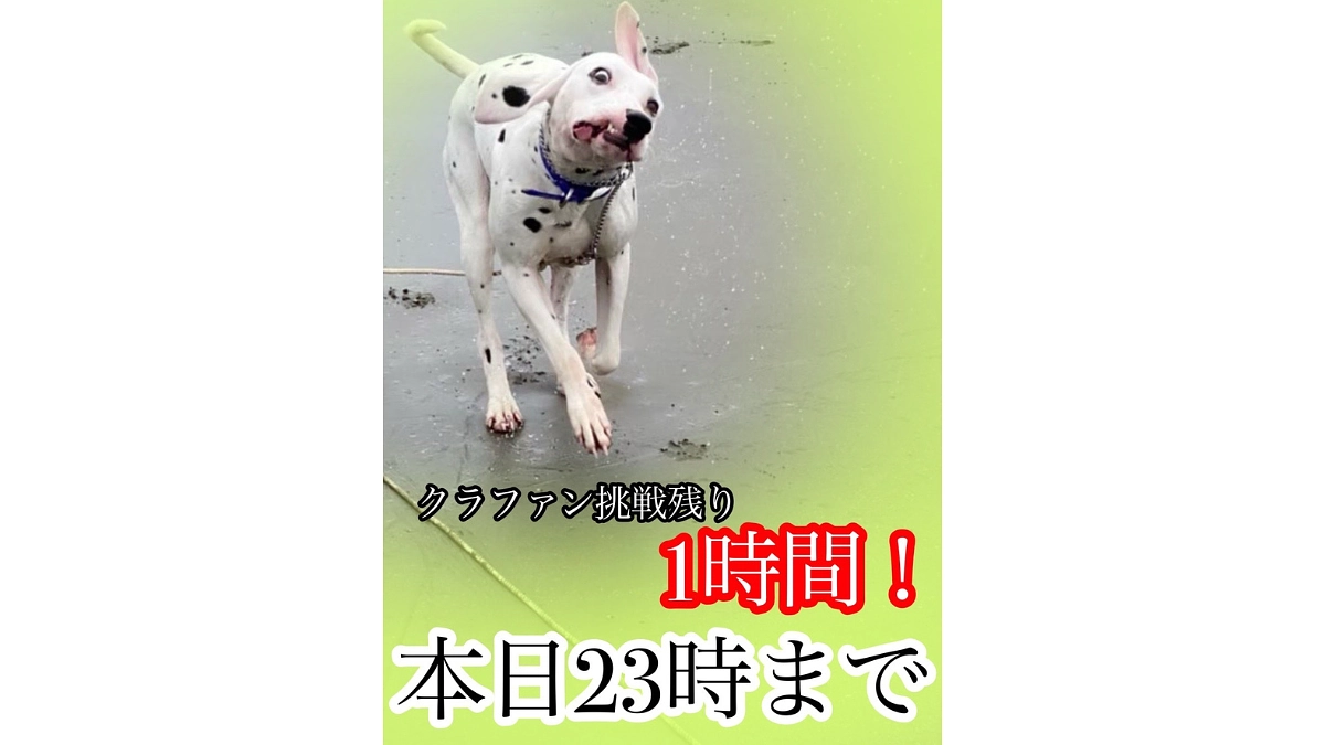 【クラファン活動報告㉟】応援コメントのご紹介【終了まで残り1時間！】