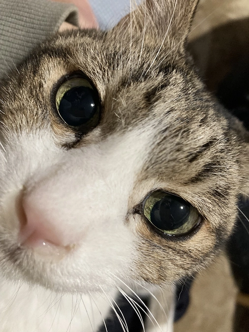 左目が少しだけ白く濁って来ている様子…