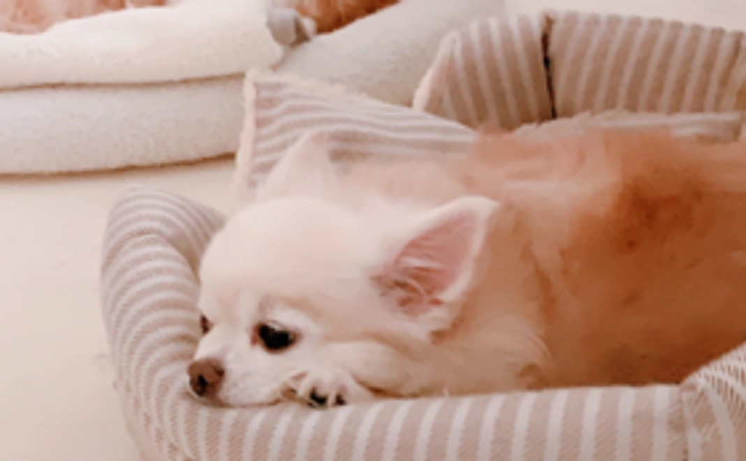 お礼メールとティティのお写真①