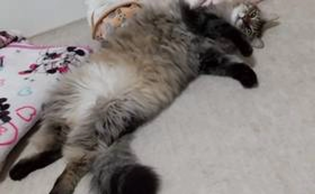 缶バッチ、お礼メール、ポストカード