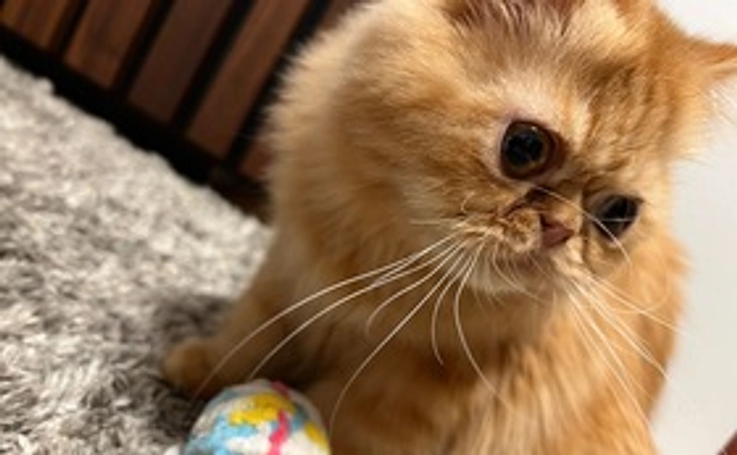 心から感謝のご支援（1,000円）