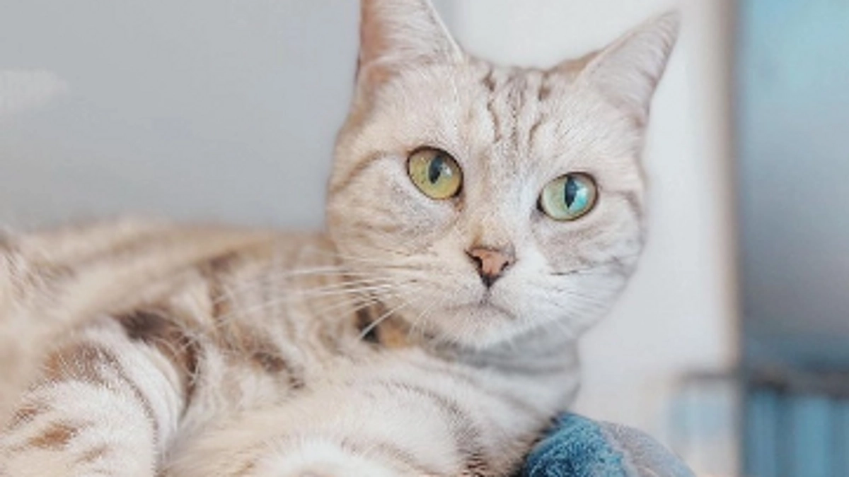 おすすめリターン"アネラカフェペアご招待コース"の紹介✨