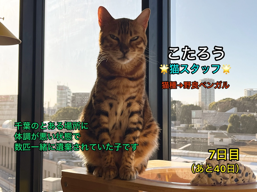 あと少しで150万円到達です＆里親さん募集中の猫たち其の4（2/19 7日目）