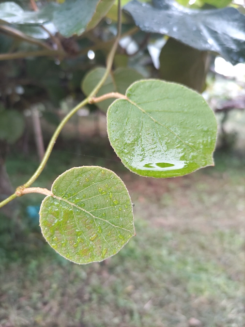 順番に発送を始めました。