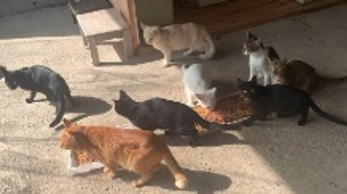 目標金額達成のご報告🙏