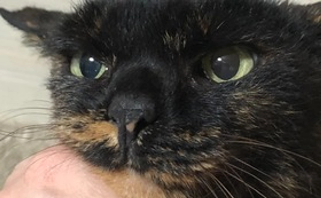 くりちゃん、がんばれ！！