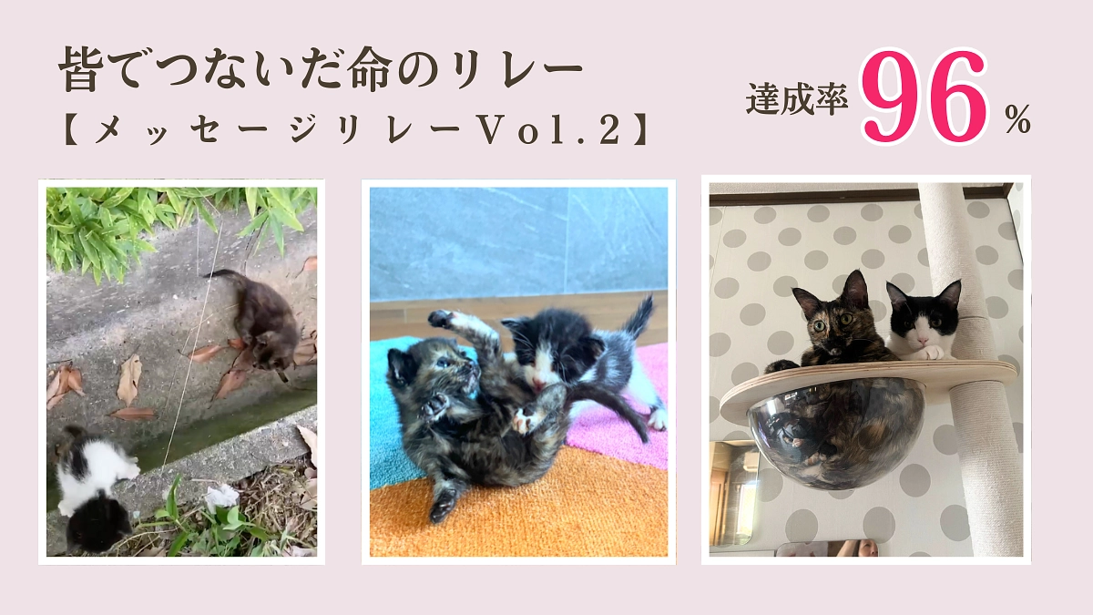 【メッセージリレーVol 2】里親様からのメッセージ 「皆でつないだ命のリレー」