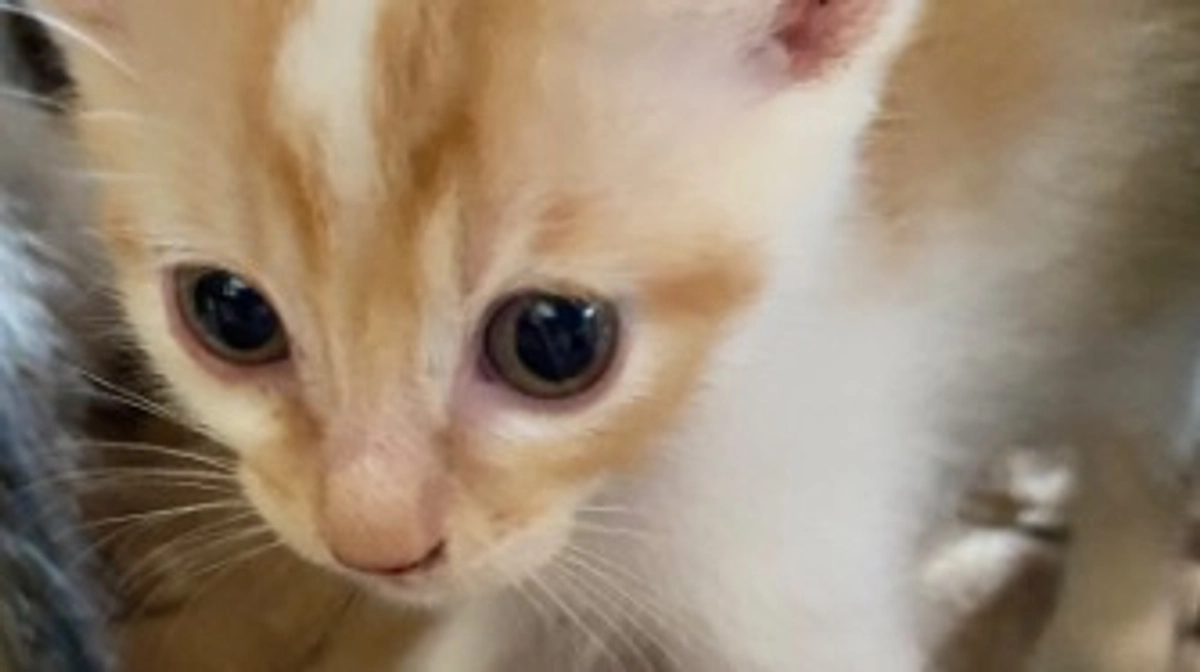 クラファン終了まであと４日