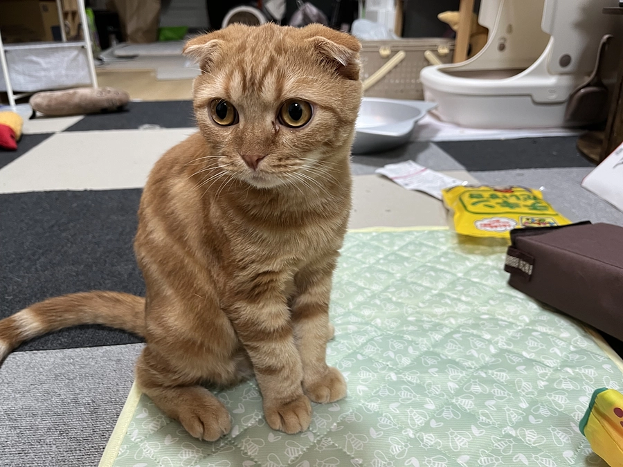 ひんやりシートで寛ぐふう