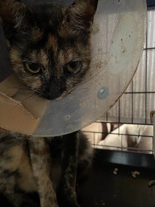 たくさん甘えてきます！